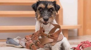 dog-sandal